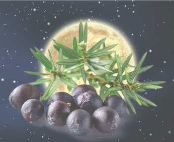 Der Wacholder (lat: Juniperus communis) hilft bei der Entwässerung. Die Mondkräfte steuern die Gezeiten – auch im Körper.